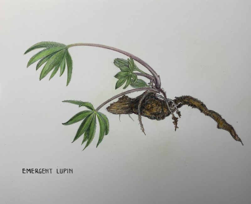 lupin-from-spring-leaf-clusters-workshop