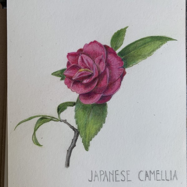 Camellia