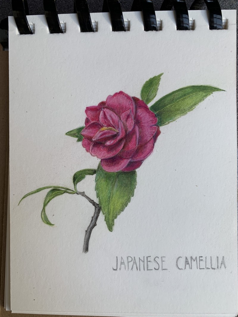 camellia-3