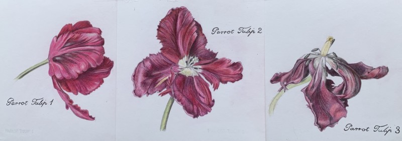 parrot-tulip-triptych