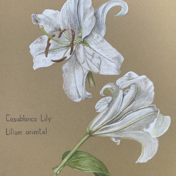 Casablanca lily