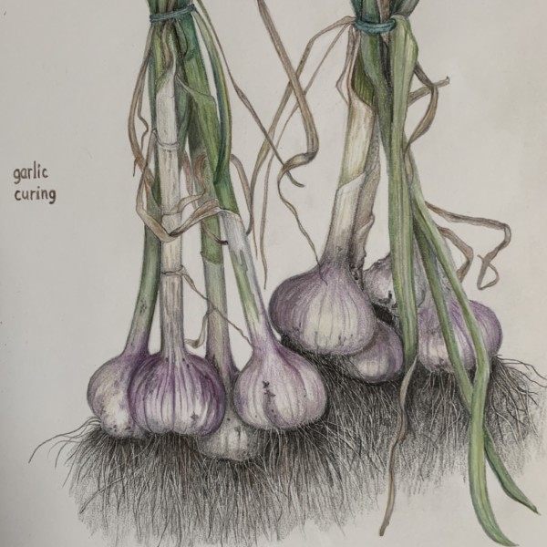 Garlic curing