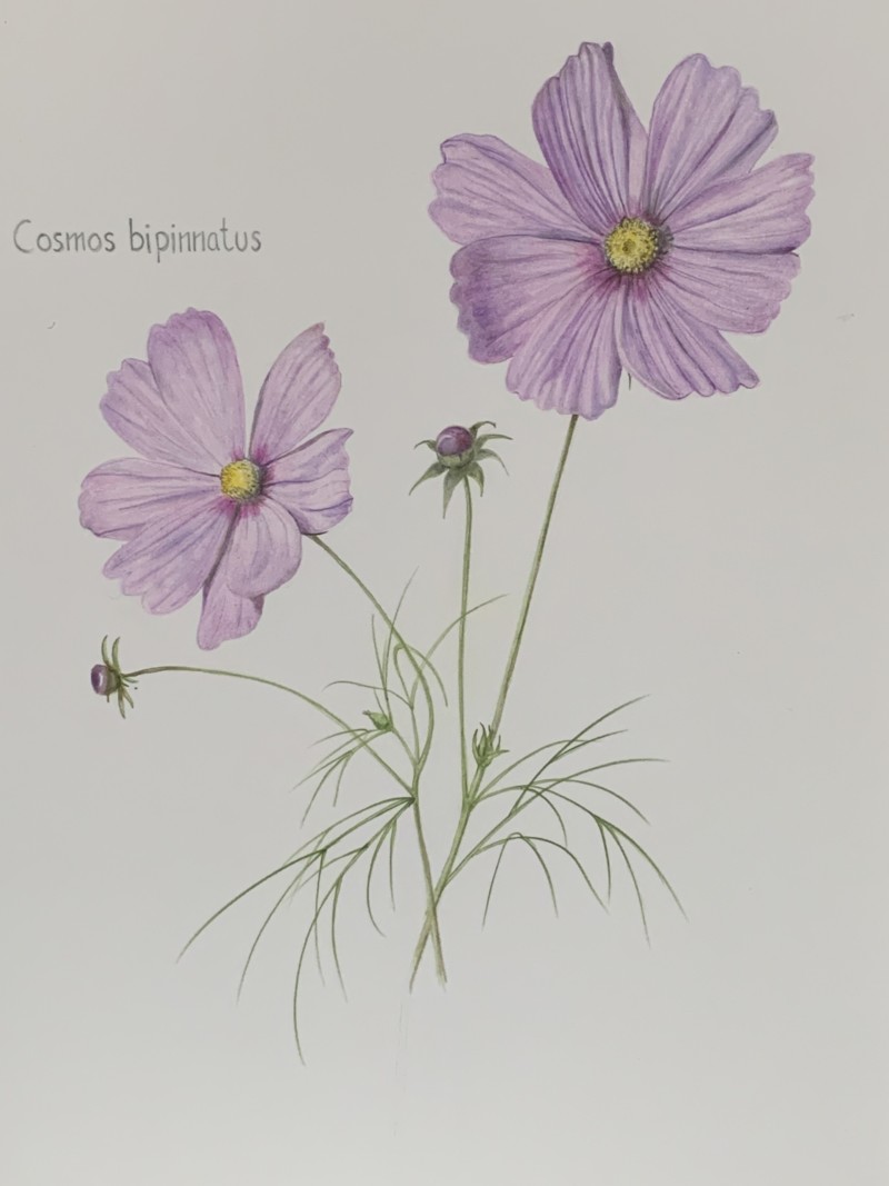 cosmos