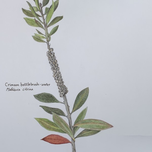 Crimson Bottlebrush