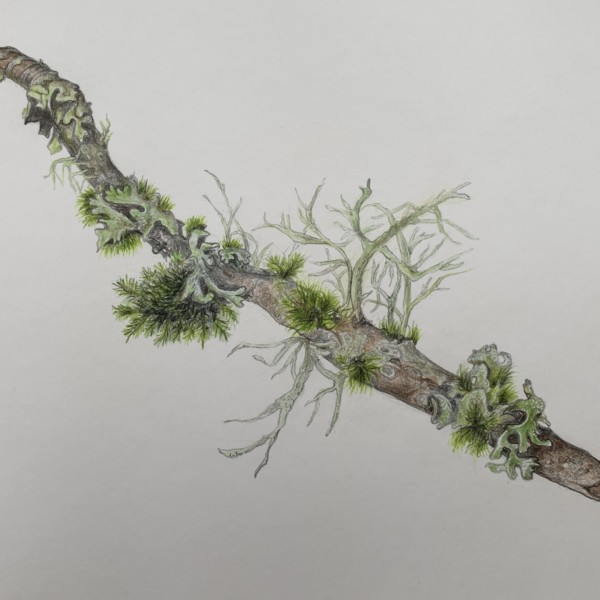 Branch with moss and lichens