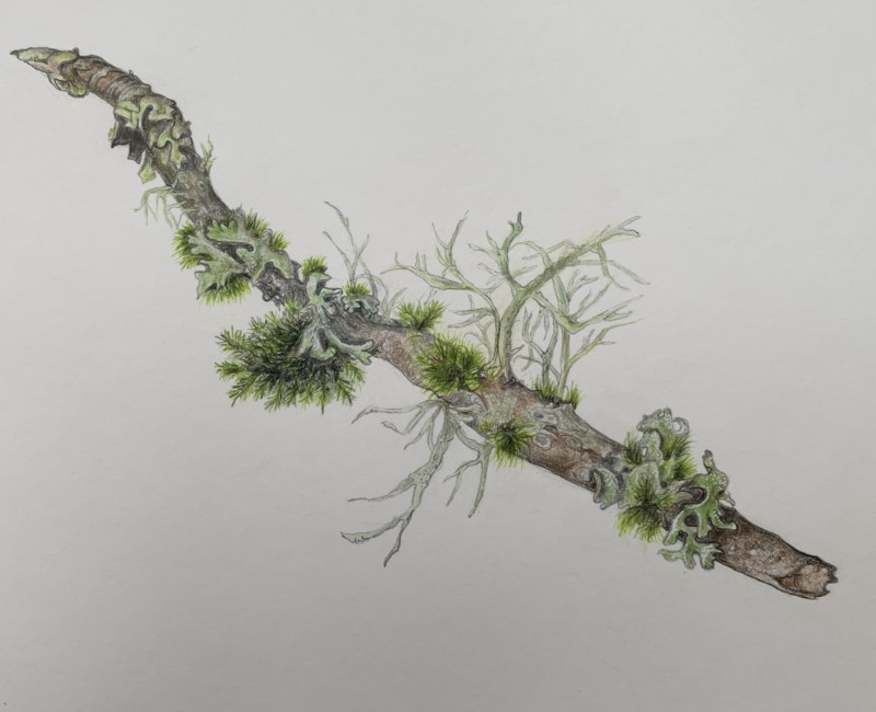 branch-with-moss-and-lichens