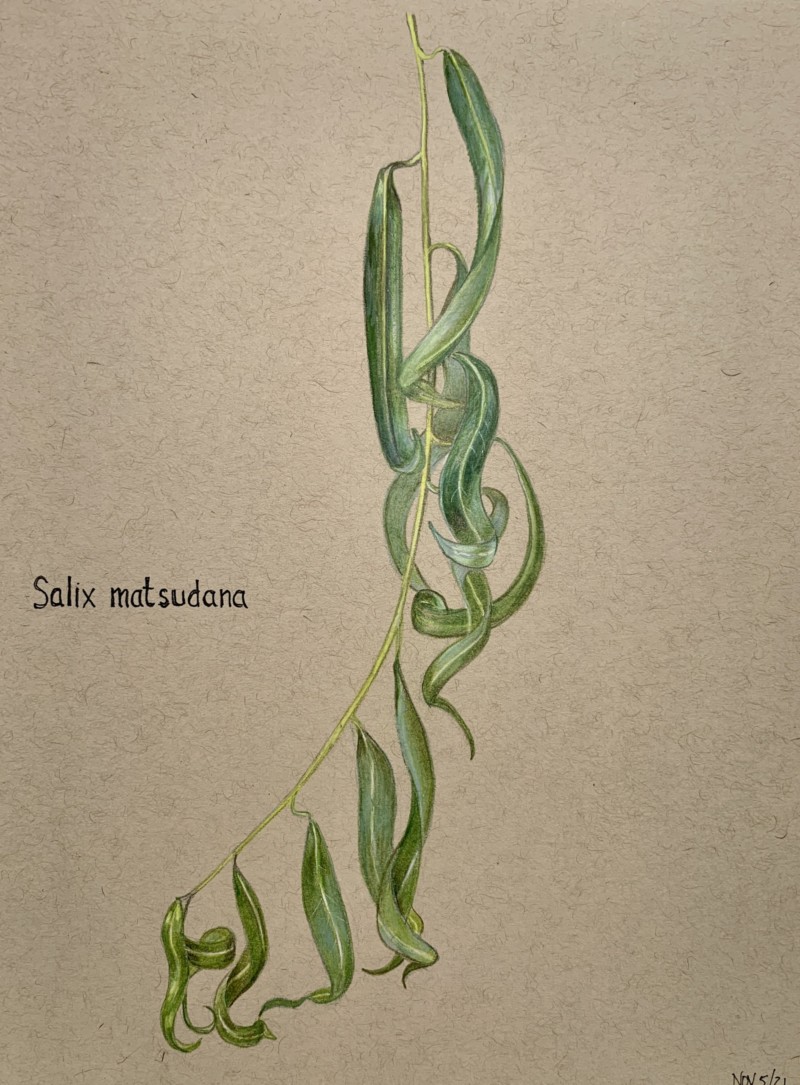 contorted-willow-branch