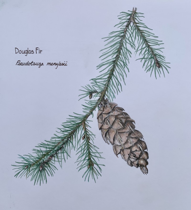 douglas-fir-branch