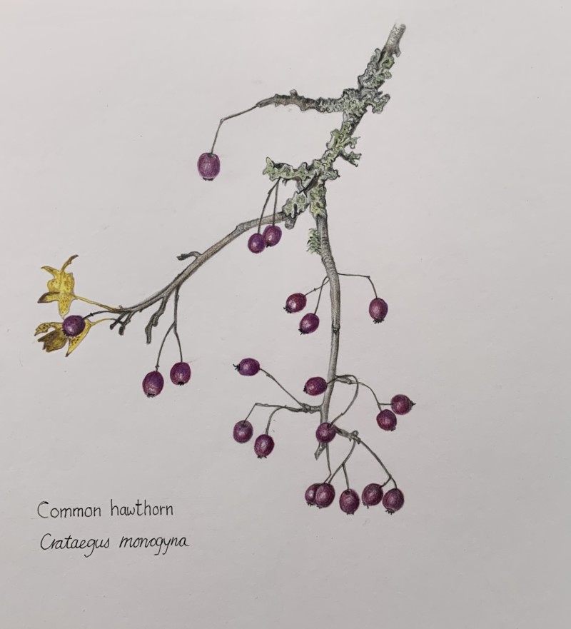 common-hawthorn