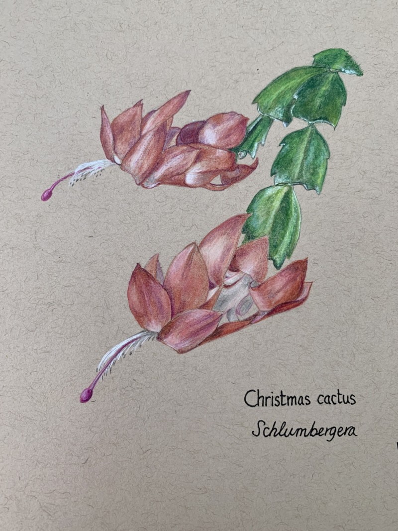 christmas-cactus-2