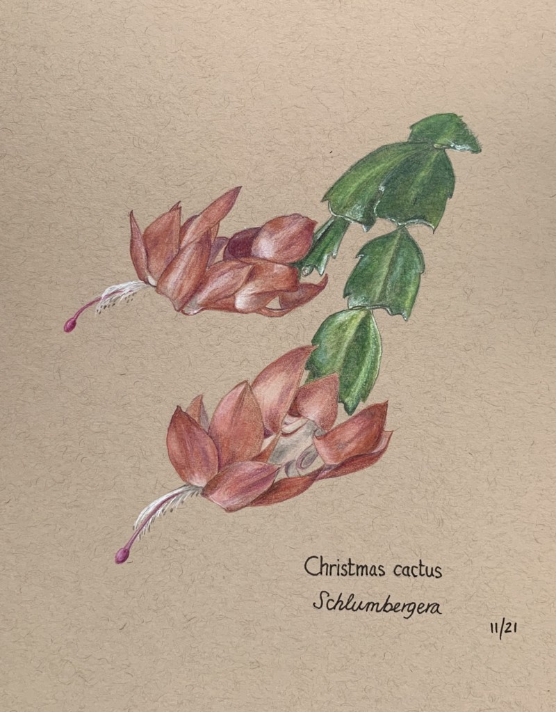 christmas-cactus-2-2