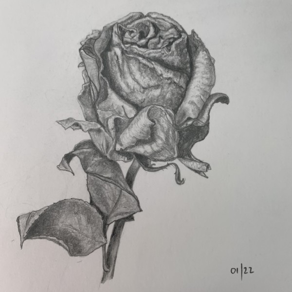 dried rose in graphite