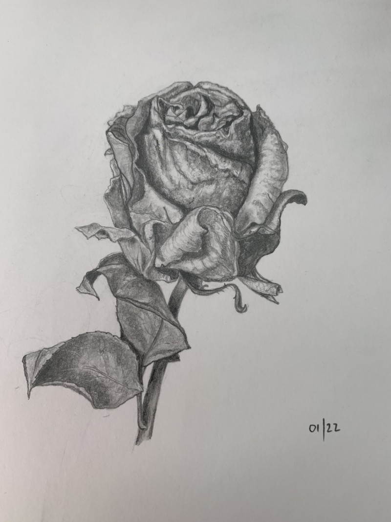 dried-rose-in-graphite