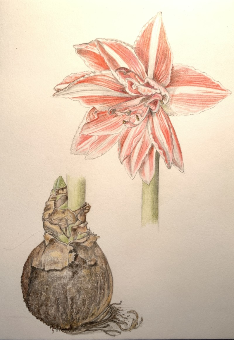 amaryllis-11