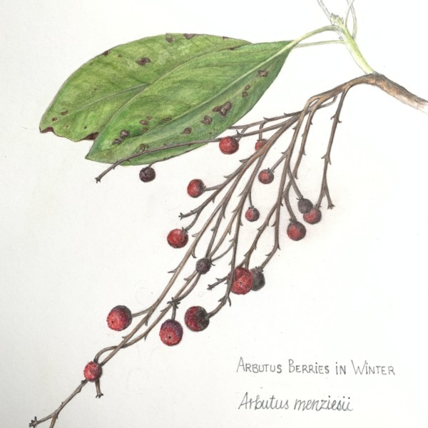 Arbutus berries in winter