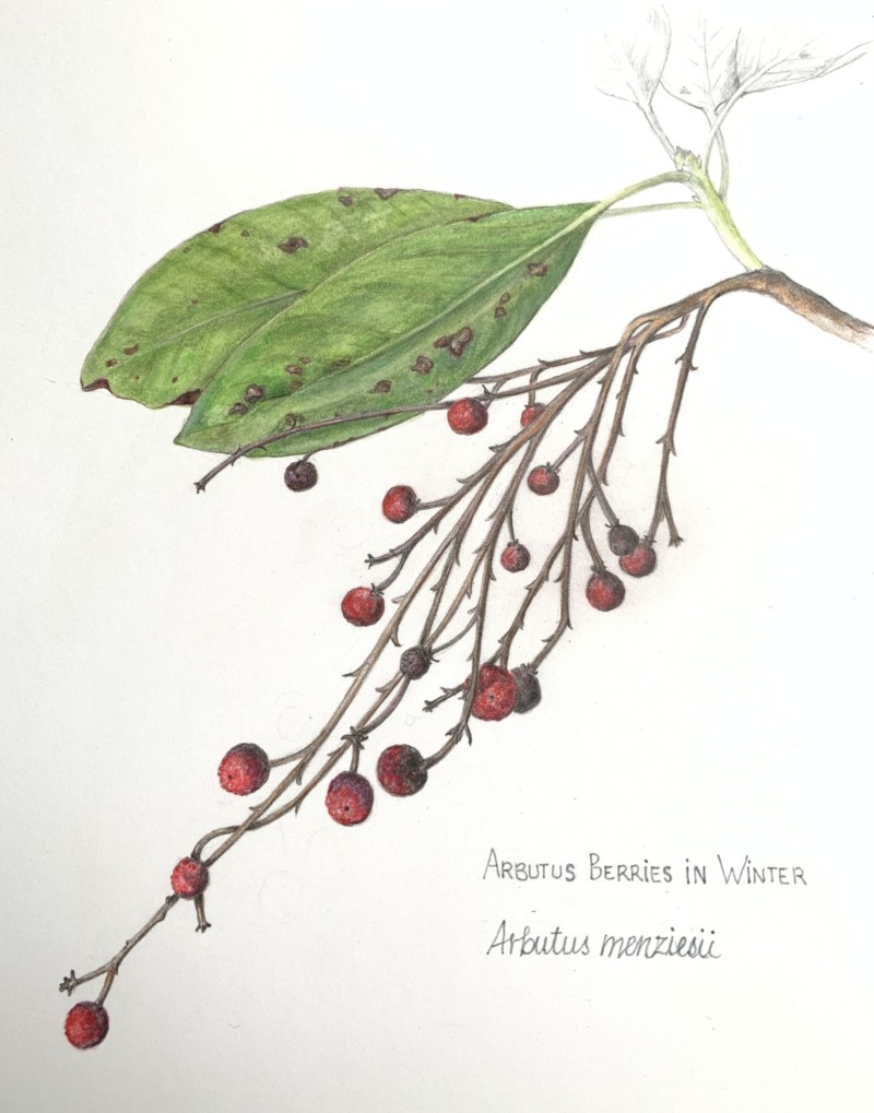 arbutus-berries-in-winter