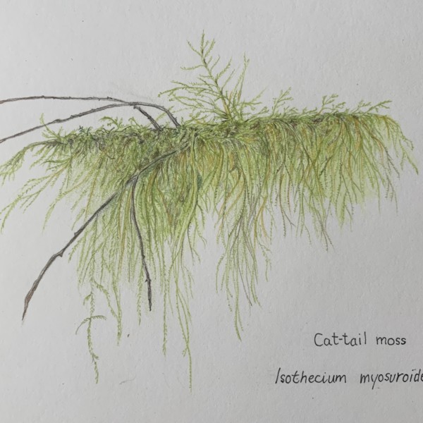 Cat-tail moss 2