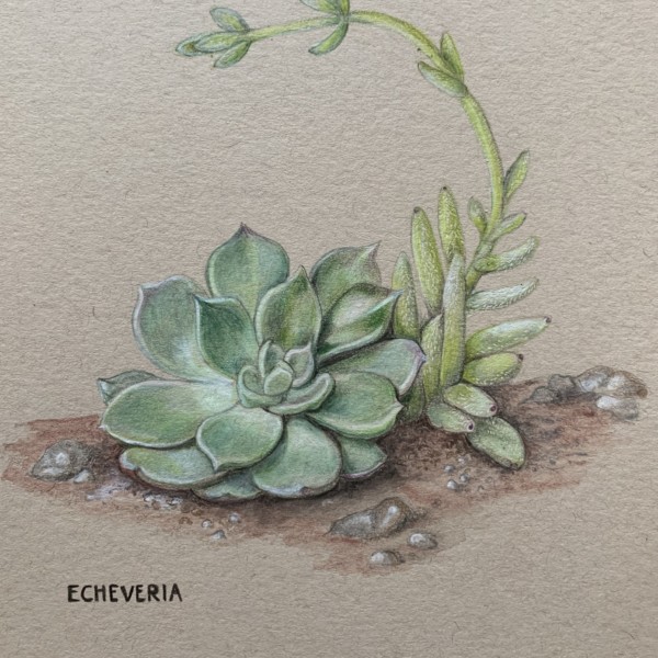 Echeveria