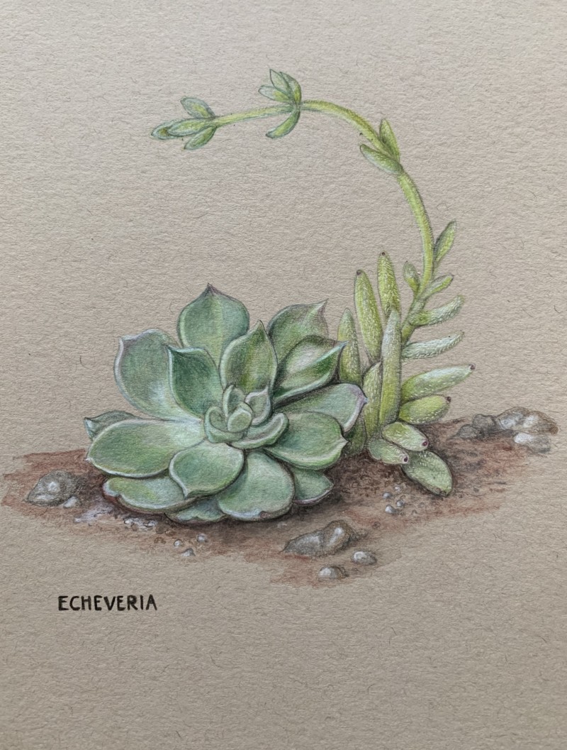 echeveria