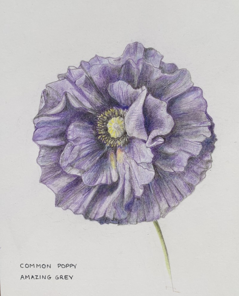 amazing-grey-poppy