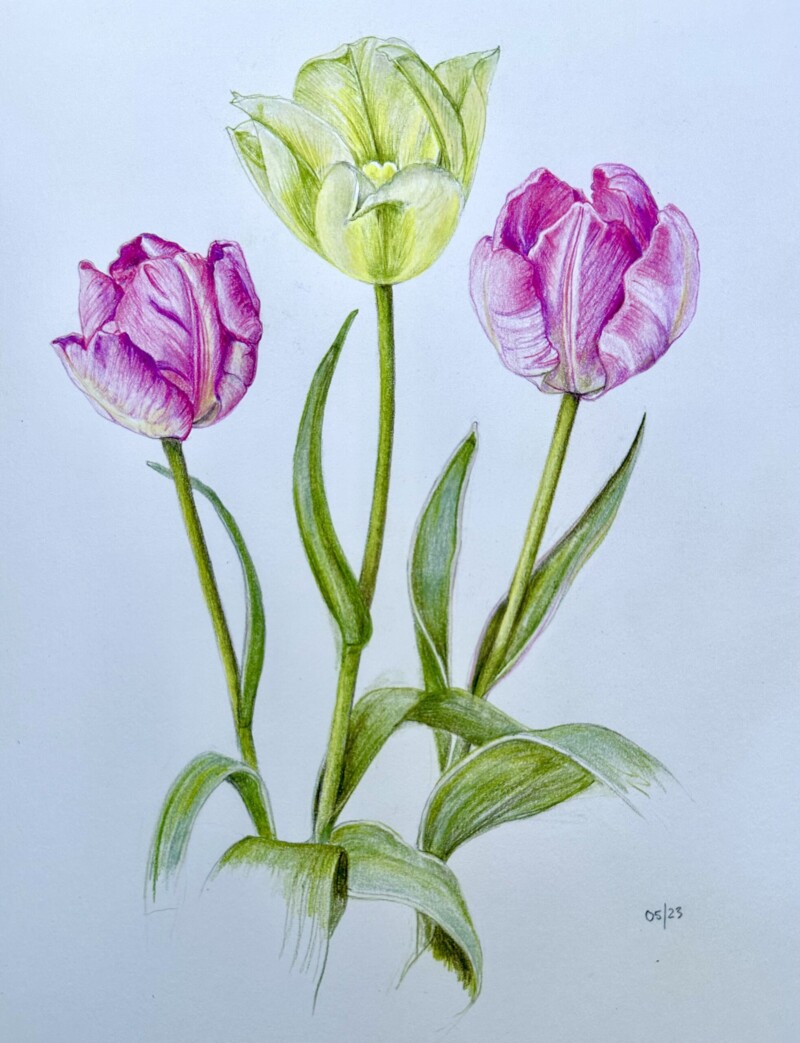 tulips-3