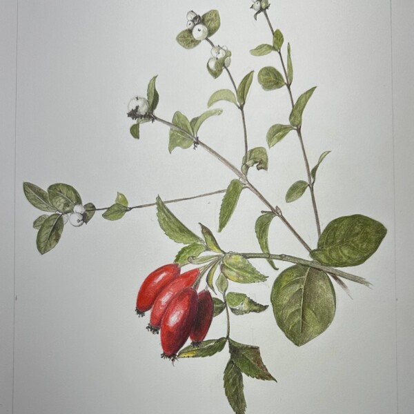 rosehips and snowberries