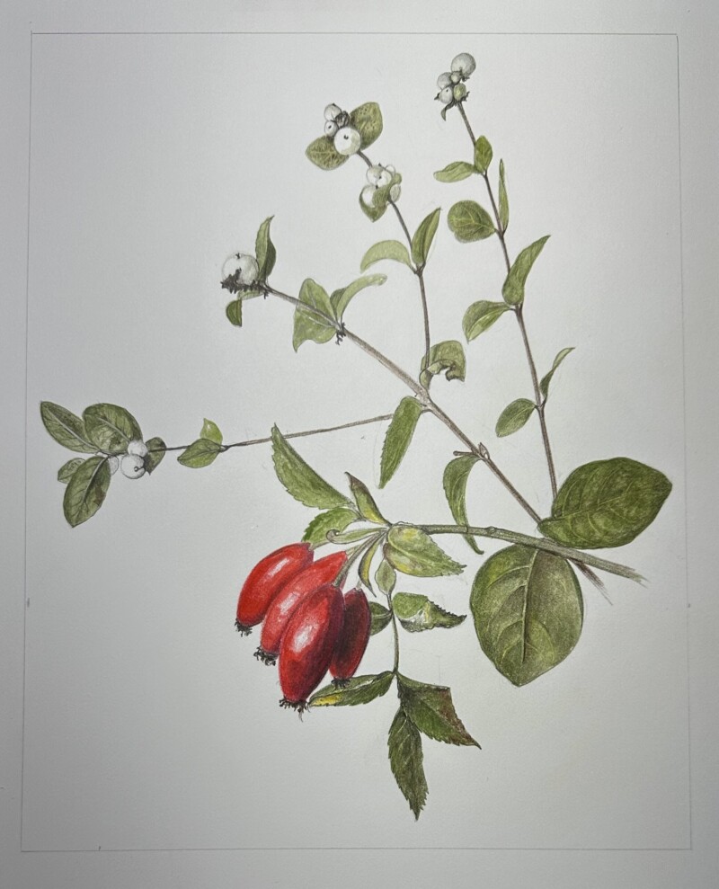 rosehips-and-snowberries