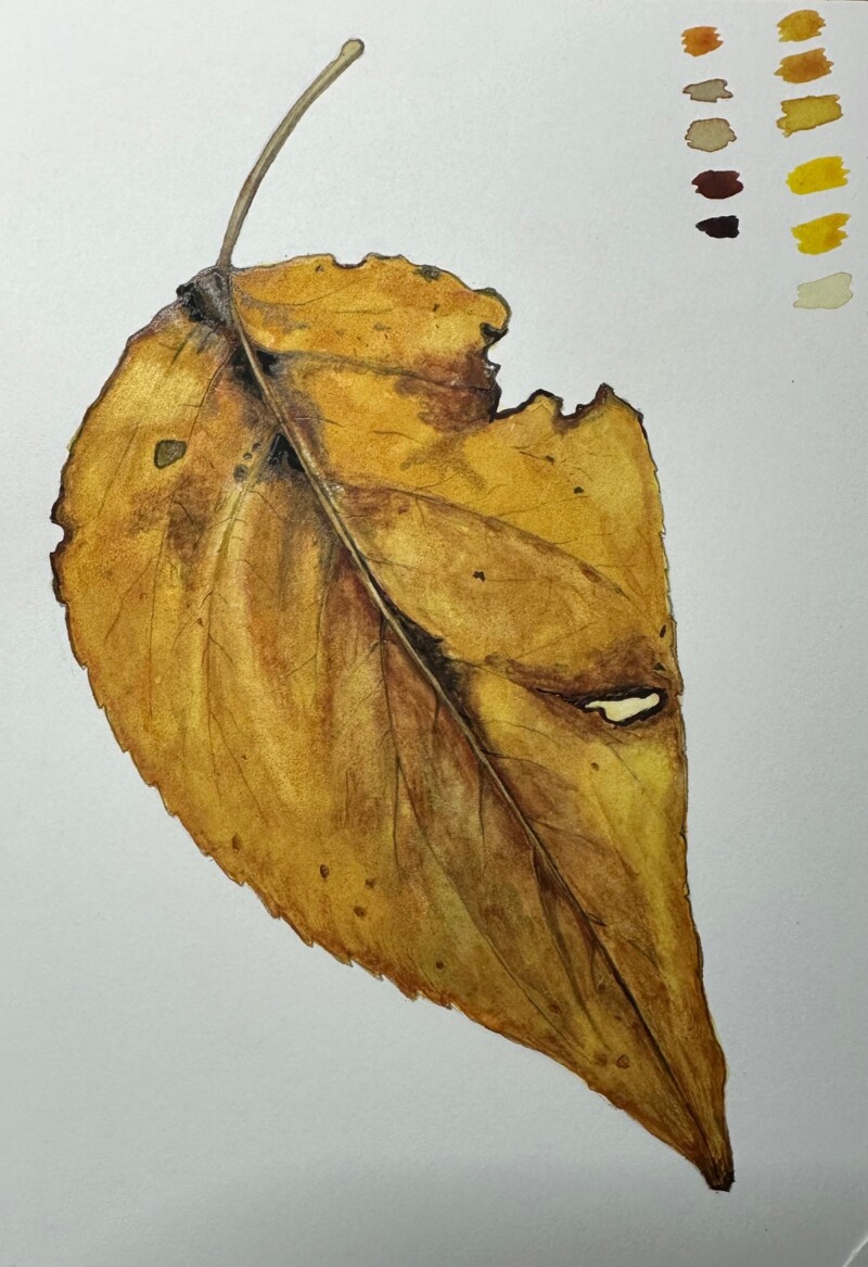 aspen-leaf