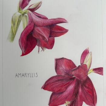 amaryllis-14
