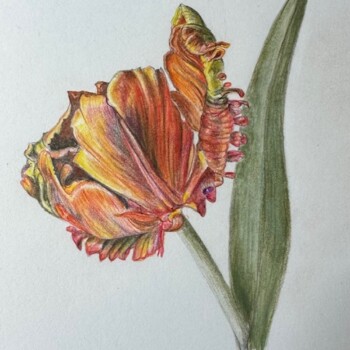 parrot-tulip-6