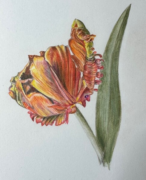 Parrot tulip