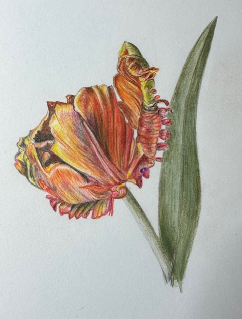 parrot-tulip-6