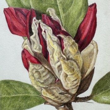 rhodo-bud