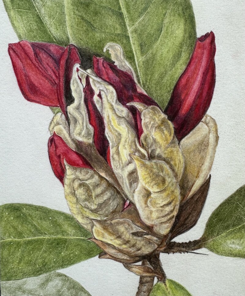 rhodo-bud