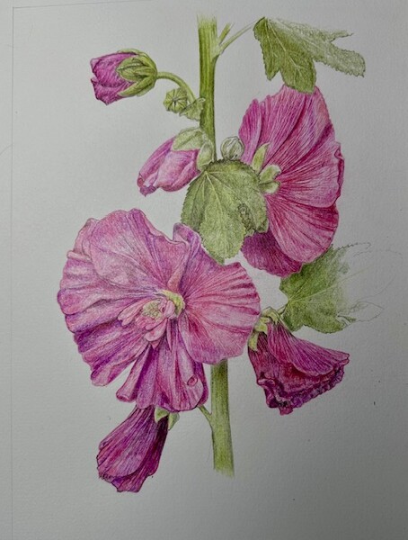 Hollyhock