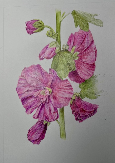 hollyhock-2