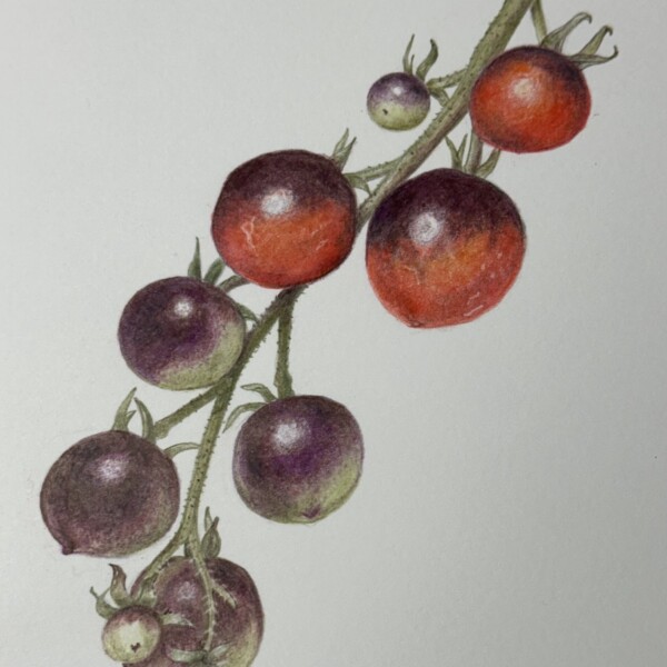 Last of the indigo rose tomatoes
