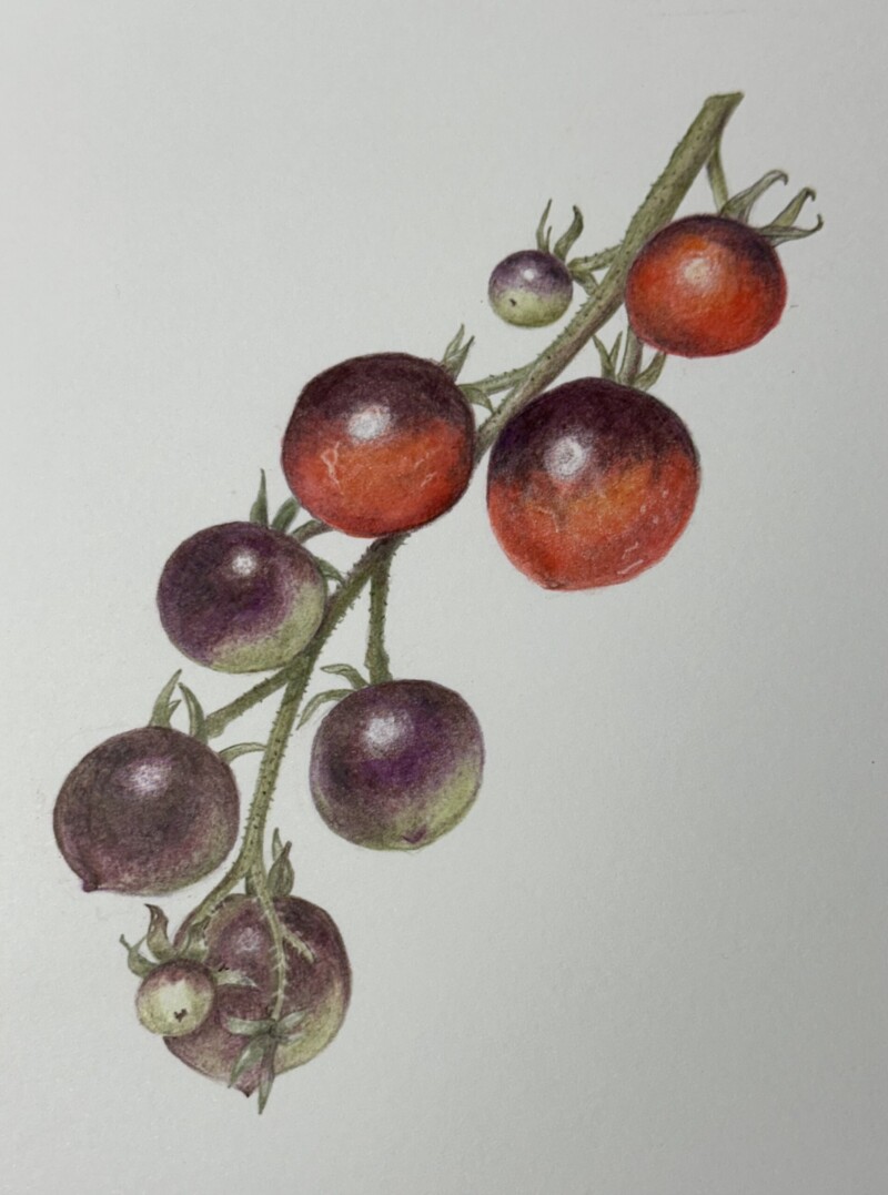 last-of-the-indigo-rose-tomatoes