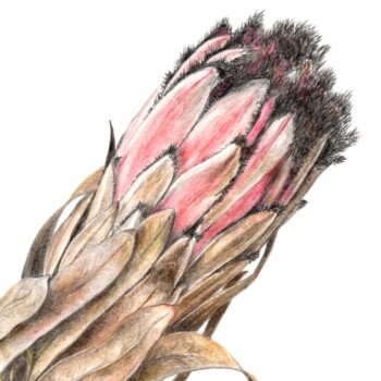 protea