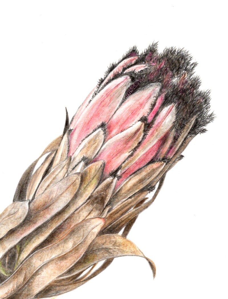 protea