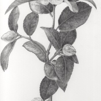 japanese-camelia