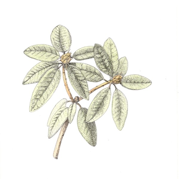 Rhodo stipple