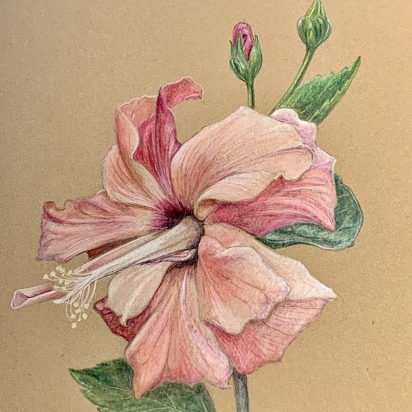 Tropical Hibiscus on Kraft paper