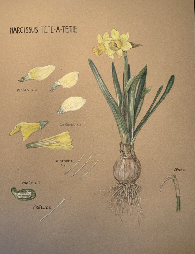 herbarium-page