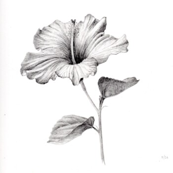 hibiscus-6