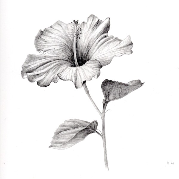 hibiscus