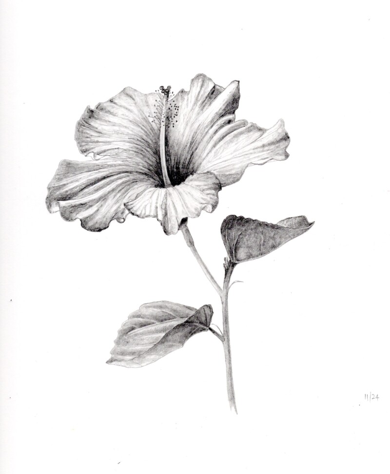 hibiscus-6