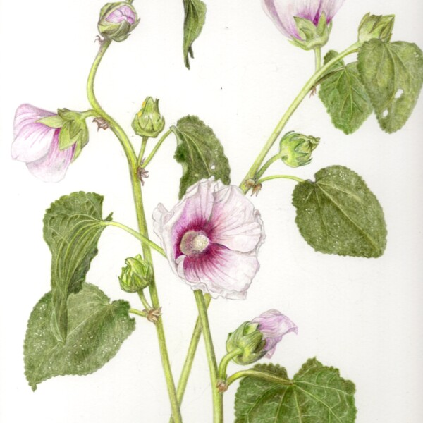 hollyhock