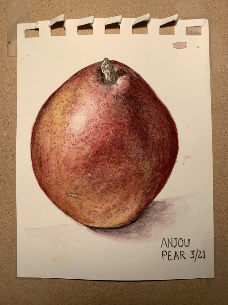 watercolour-anjou-pear-zoom-workshop