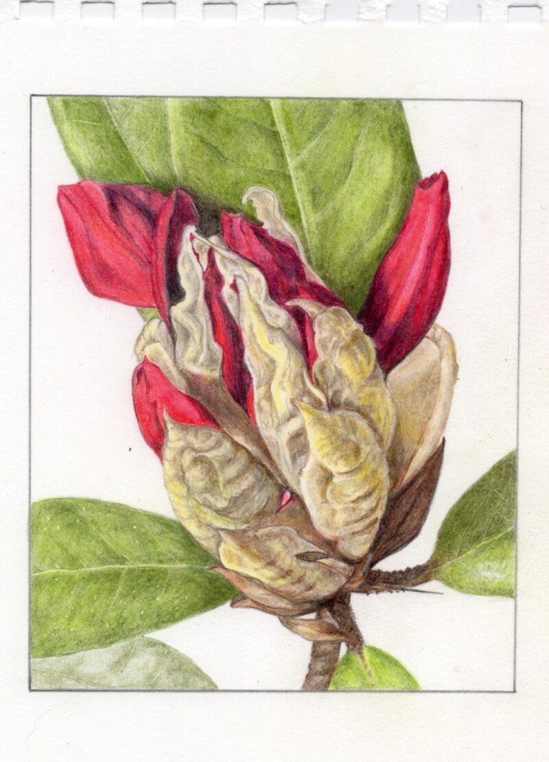 rhodo-bud2